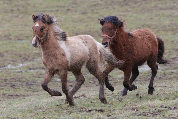 Islandczycy, Islandia konie, Islandia kucyk, Islandia, Pony, koń — Zdjęcie stockowe