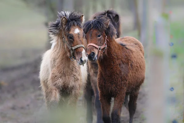 Islandczycy, Islandia konie, Islandia kucyk, Islandia, Pony, koń — Zdjęcie stockowe