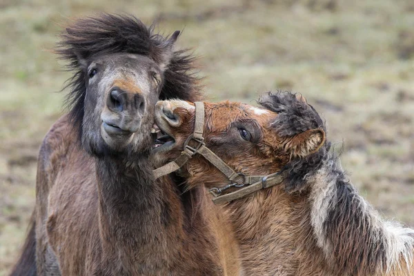 İzlandalılar, İzlanda atları, İzlanda midilli, İzlanda, midilli, at — Stok fotoğraf