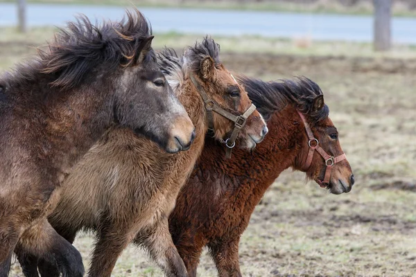 Islandczycy, Islandia konie, Islandia kucyk, Islandia, Pony, koń — Zdjęcie stockowe