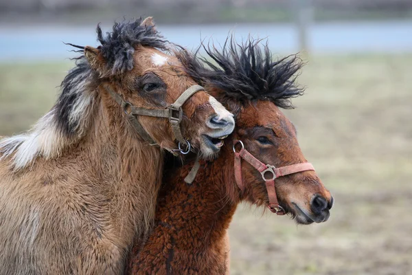 De IJslanders, IJsland paarden, IJsland pony, IJsland, Pony, paard — Stockfoto