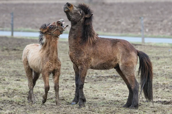 Islandczycy, Islandia konie, Islandia kucyk, Islandia, Pony, koń — Zdjęcie stockowe