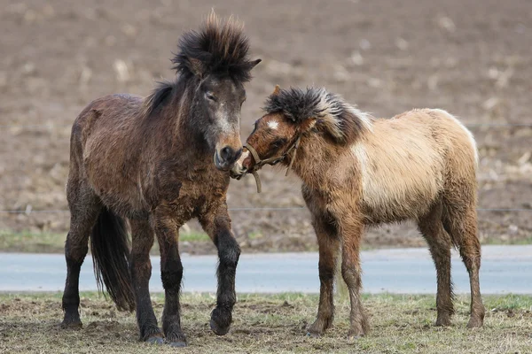 Islandczycy, Islandia konie, Islandia kucyk, Islandia, Pony, koń — Zdjęcie stockowe