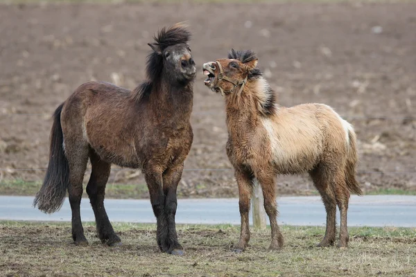 Les Islandais, chevaux d'Islande, poney d'Islande, Islande, Poney, cheval — Photo