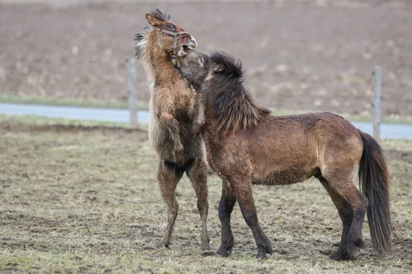 Islandczycy, Islandia konie, Islandia kucyk, Islandia, Pony, koń — Zdjęcie stockowe