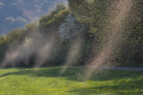 Birçok arka ışık sivrisinek sürüleri Telifsiz Stok Fotoğraflar