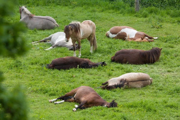 Cavalos adormecidos em pasto — Fotografia de Stock