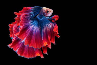 Çok renkli Betta, Tayland 'da balıklarla yalıtılmış siyah arka planda savaşıyor. Portakallı Siyam betta balığının hareketli anı..  