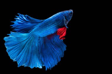 Yarım Ay Betta, Tayland 'da balıklarla savaşırken göz kamaştırıyor. Mavi ve kırmızı Siyam betta balığının hareketli anı..