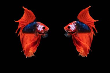 Çok renkli Betta, Tayland 'da balıklarla yalıtılmış siyah arka planda savaşıyor. Portakallı Siyam betta balığının hareketli anı..      