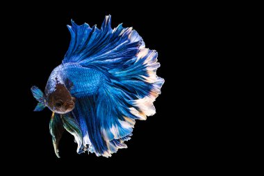 Beta Tayland 'da balıklarla savaşırken göz kamaştırıyor. Mavi & beyaz Siyam betta süslü balığının hareketli anı kopya alanı ile.