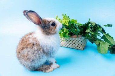 Küçük sevimli kaş ve yeşil taze marul yapraklı beyaz tavşanlar izole edilmiş mavi arka planda otururken. Hayvanlar sebze yer ve Paskalya konsepti.