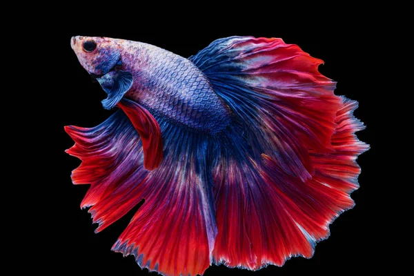 색조의 영화가 바탕에서 타이에서 물고기와 싸우고 아름다운 주황색 제비타 물고기의 — 스톡 사진