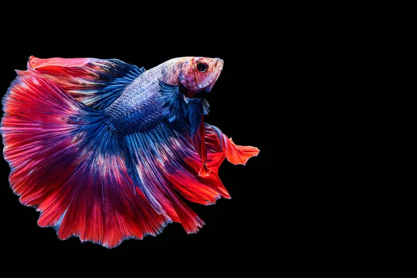 Multicolor Betta Splendens Combattere Pesce Thailandia Sfondo Nero Isolato Momento — Foto Stock