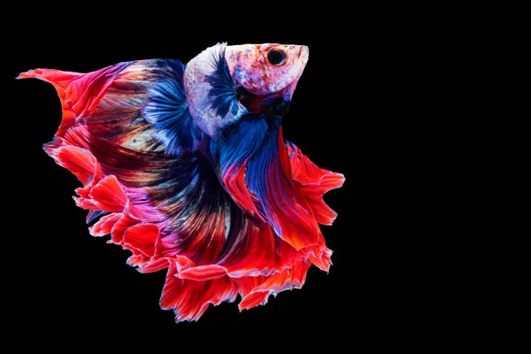 Multicolor Betta Resplandece Lucha Contra Los Peces Tailandia Sobre Fondo — Foto de Stock