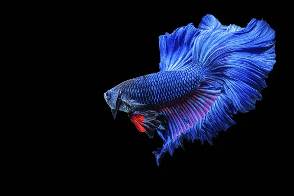 Halfmoon Betta Splendens Combate Peixes Tailândia Fundo Preto Isolado Momento — Fotografia de Stock