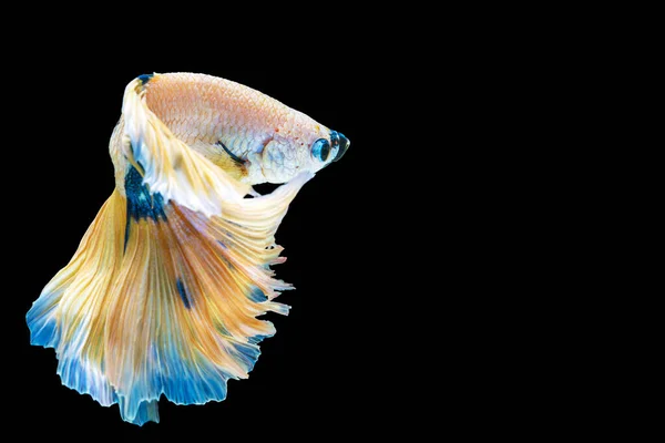 노란색 파란색의 비타의 움직임은 고립된 배경에서 부분으로 물고기와 싸우는 보여준다 — 스톡 사진