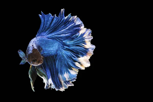 Betta Splendens Combate Peixes Tailândia Fundo Preto Isolado Momento Comovente — Fotografia de Stock