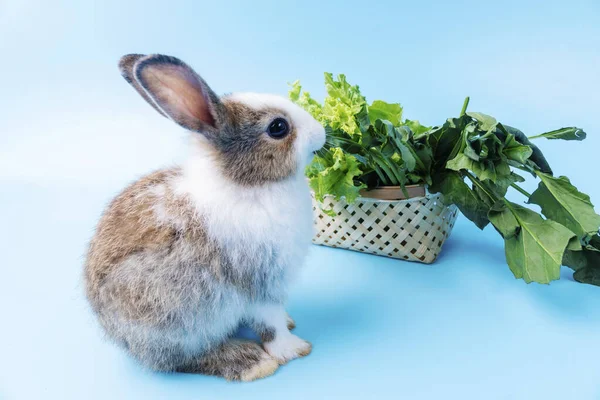 Adorable Frente Joven Conejos Blancos Con Hojas Verdes Lechuga Fresca —  Fotos de Stock