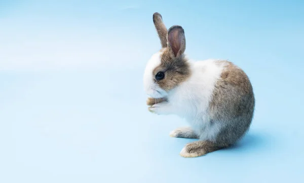 Симпатичный Восхитительный Коричневый Белый Кролик Чистит Ноги Сидя Изолированном Голубом — стоковое фото