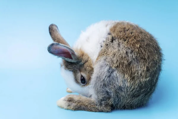 Roztomilé Rozkošné Hnědé Bílé Králík Čištění Chlupatý Zatímco Sedí Izolovaném — Stock fotografie