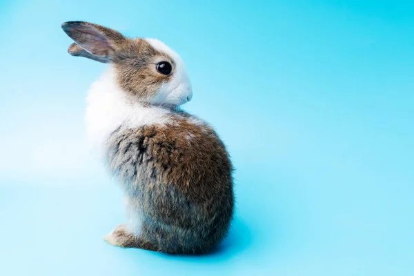 Симпатичный Восхитительный Коричневый Белый Кролик Чистки Пушистый Сидя Изолированном Голубом — стоковое фото
