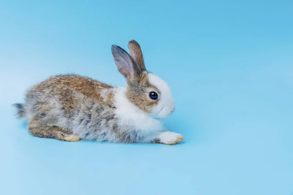 Lindo Conejo Adorable Marrón Blanco Sentado Sobre Fondo Azul Aislado —  Fotos de Stock