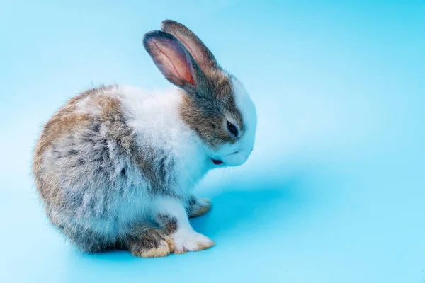 Cute Uroczy Brązowy Biały Królik Mycie Stóp Siedząc Odizolowanym Niebieskim — Zdjęcie stockowe