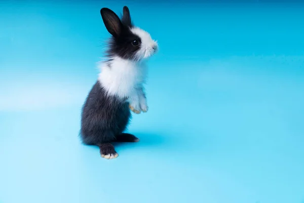 黑白相间的可爱兔子背靠在孤立的蓝色背景上 可爱的小兔子站在那里看着蓝色背景的东西 — 图库照片