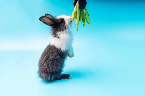 Adoráveis Pequenos Coelhos Pretos Brancos Levantando Para Comer Folhas Verdes — Fotografia de Stock