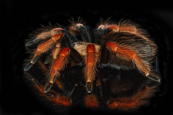 Araña Peluda Negra Roja Sobre Fondo Negro Aislado Con Reflejo —  Fotos de Stock