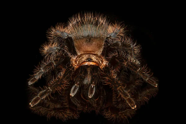 Honduraslı kıvırcık saçlı tarantula gramostola porteri siyah arka planda izole edilmiş. Aynaya yansıyan gramastola pulchripes. Eklembacaklı, sivri diş. Tehlikeli vahşi yaşam..