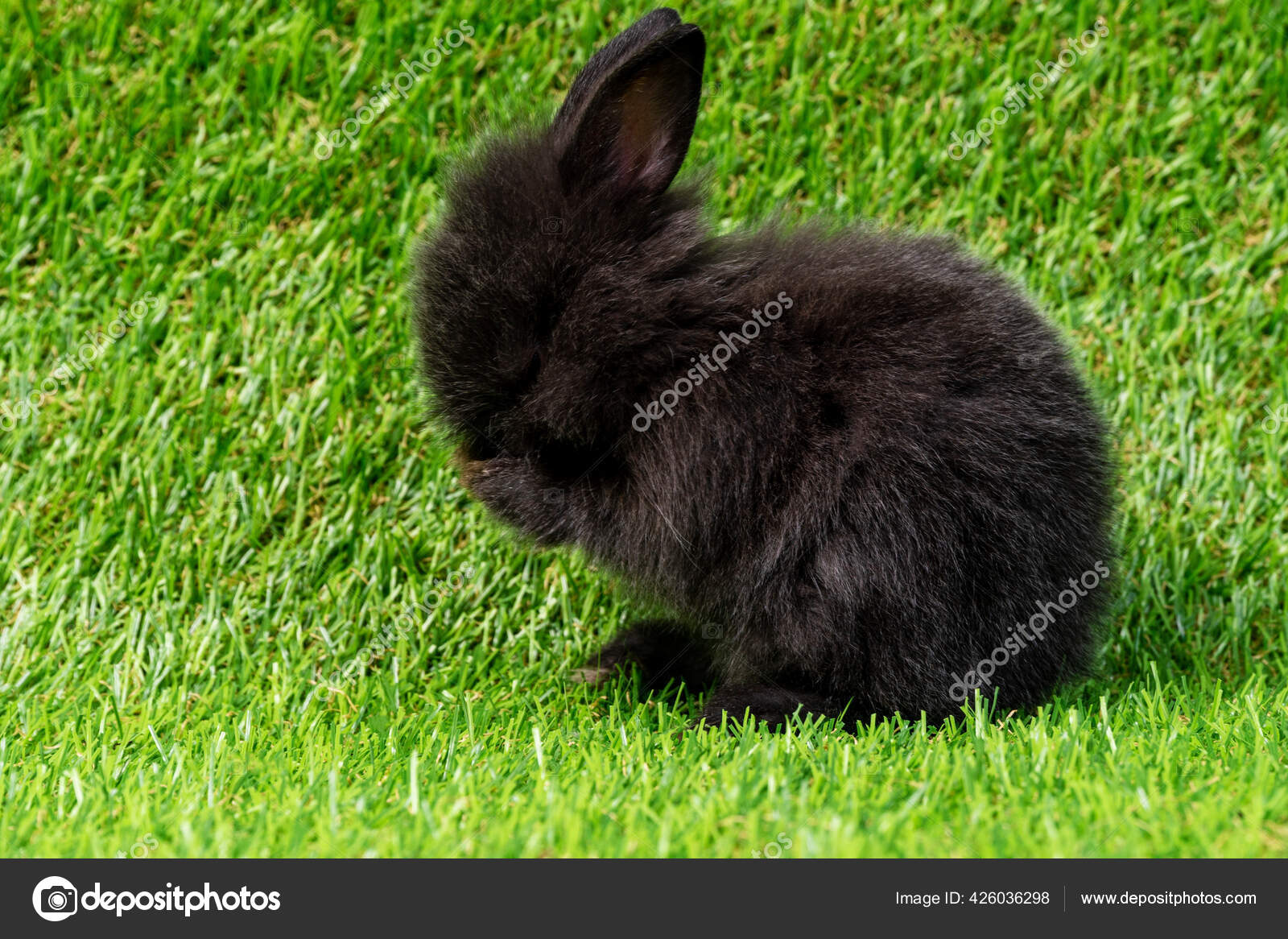 Adorable Little Black Rabbit Sitting Artificial Green Grass Newborn ...
