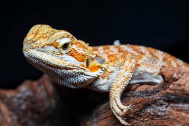Kırmızı deri sırtlı yumuşak sakallı ejderha (Pogona vitticeps) Avustralya kertenkelesi ağaç yalıtılmış siyah arka planda duruyor .