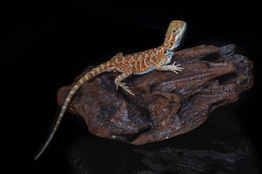 Kırmızı deri sırtlı yumuşak sakallı ejderha (Pogona vitticeps) Avustralya kertenkelesi tahtadan izole edilmiş siyah arka planda yansımalarla duruyor.