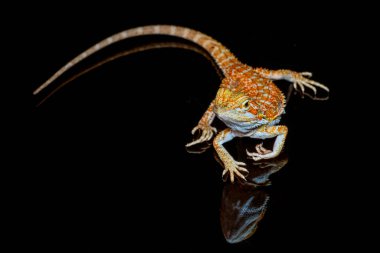 Kırmızı deri sırtlı yumuşak sakallı ejderha (Pogona vitticeps) Avustralyalı kertenkele yansımaları ile izole siyah arka planda duruyor.