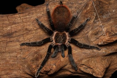 Siyah arka planda izole edilmiş eski ahşap üzerinde Bolivya kırmızı popo tarantulası. Tehlikeli vahşi yaşam..