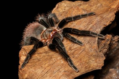 Siyah arka planda izole edilmiş eski ahşap üzerinde Bolivya kırmızı popo tarantulası. Tehlikeli vahşi yaşam..
