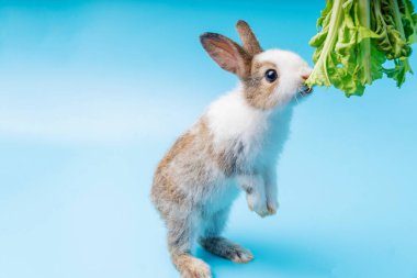 Sevimli küçük kahverengi ve beyaz tavşanlar yeşil taze marul yapraklarını izole edilmiş mavi arka planda yiyorlar. Hayvanlar sebze yer ve Paskalya konsepti.