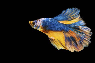 Beta Tayland 'da balıklarla savaşırken göz kamaştırıyor. Mavi & sarı Siyam betta balığının hareketli anı.