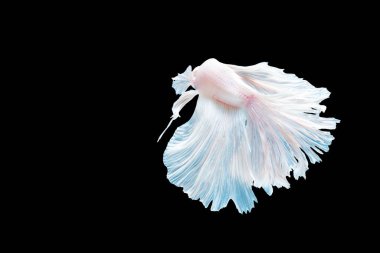 White Betta, Tayland 'daki Halfmoon fantezi balığını (Rosetail) fotokopi uzayı ile izole edilmiş siyah arka plana harcıyor. Hareketli an güzel siyam betta balığı kırpma yolu ile.  