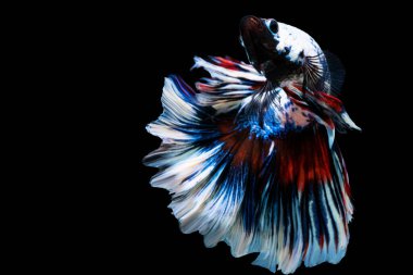 Çok renkli Betta, Tayland 'da balıklarla yalıtılmış siyah arka planda savaşıyor. Taklit alanı olan Siyam betta balığının hareketli anı. 