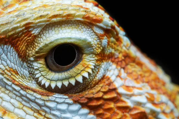 Close Macro Eye Head Bearded Dragon Pogona Vitticeps Australian Lizard — Stock Photo, Image