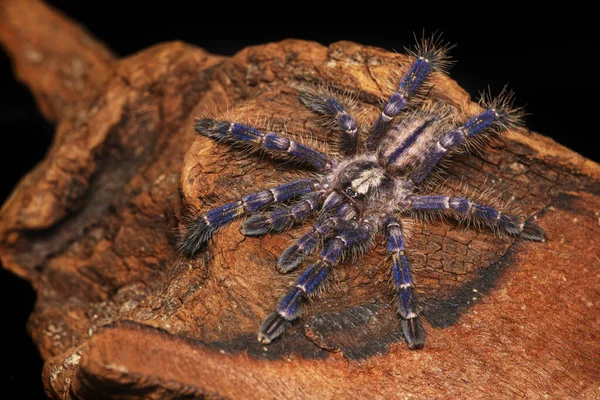 青い蜘蛛孤立した黒い背景に古い木の上を這う Poecilotheria Metrica 野生生物の危険概念 — ストック写真