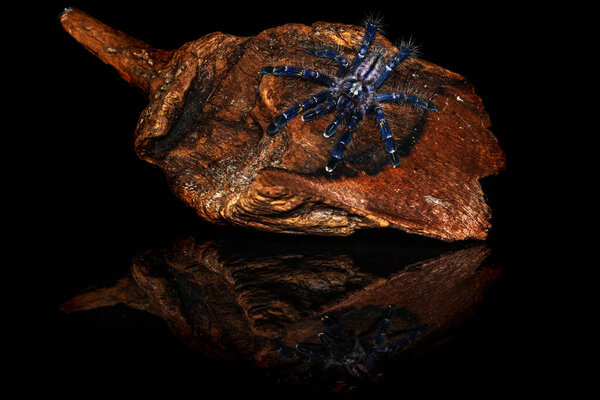 Синий паук "Poecilotheria metallica" на старом дереве с отражением на изолированном черном фоне. Опасная концепция.