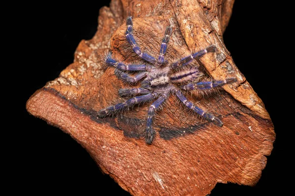 Modrý Pavouk Poecilotheria Metallica Plazí Starém Dřevě Izolovaném Černém Pozadí — Stock fotografie