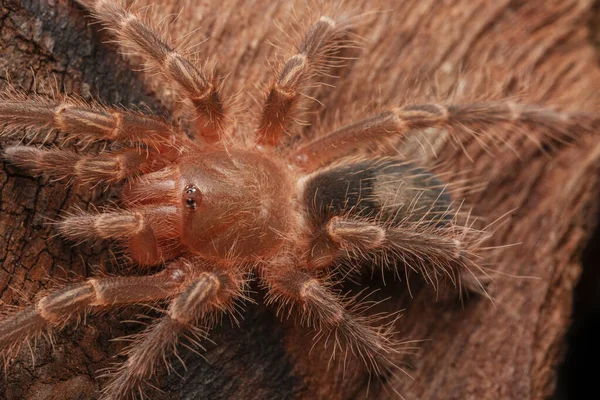 Čerstvě Vytvarovaný Pavouk Zlaté Koleno Tarantula Starém Dřevě Izolovaném Černém — Stock fotografie