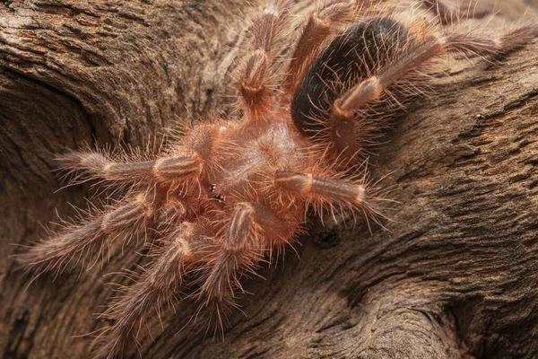 Φρεσκολιωμένη Αράχνη Golden Knee Tarantula Παλιό Ξύλο Που Απομονώνεται Μαύρο — Φωτογραφία Αρχείου