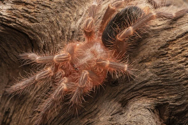 Aranha Tarântula Joelho Dourado Recém Moldada Madeira Velha Isolada Fundo — Fotografia de Stock