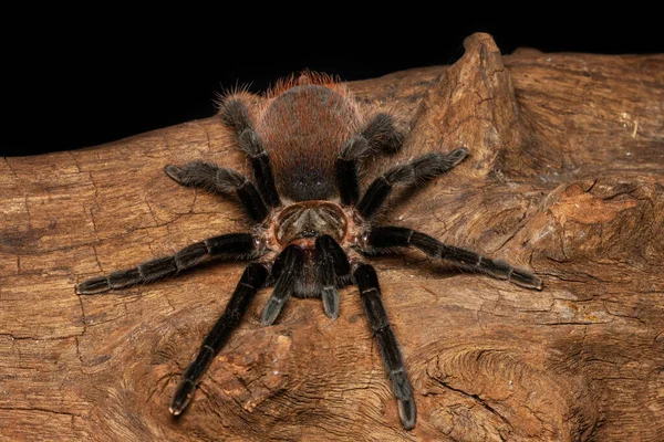 Bolivianska Röda Rumpa Tarantula Den Gamla Trä Isolerad Svart Bakgrund — Stockfoto